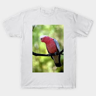 Galah T-Shirt